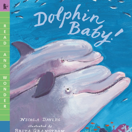 Dolphin Baby!