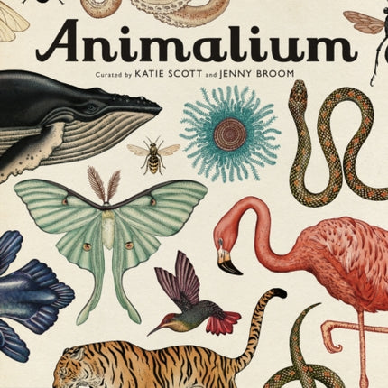 Animalium: Welcome to the Museum