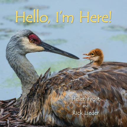 Hello, I'm Here!