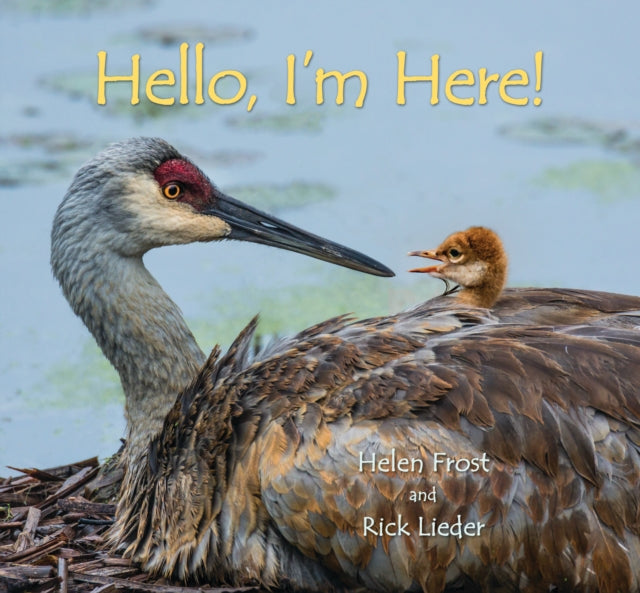 Hello, I'm Here!