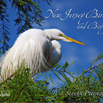 New Jersey Birds and Beyond