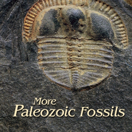 More Paleozoic Fossils