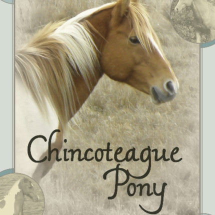 Chincoteague Pony Identification Cards