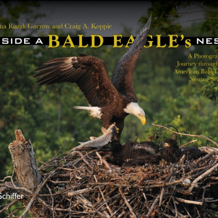 Inside a Bald Eagle's Nest: A Photographic Journey through the American Bald Eagle Nesting Season