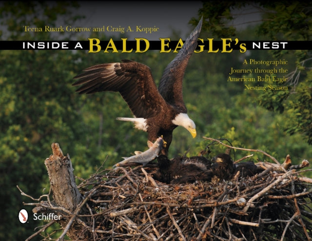 Inside a Bald Eagle's Nest: A Photographic Journey through the American Bald Eagle Nesting Season