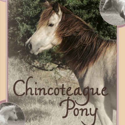 Chincoteague Pony Identification Cards: Set 2