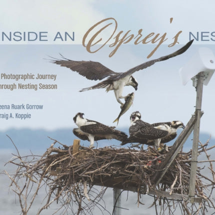 Inside an Osprey's Nest: A Photographic Journey through Nesting Season