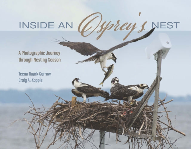 Inside an Osprey's Nest: A Photographic Journey through Nesting Season