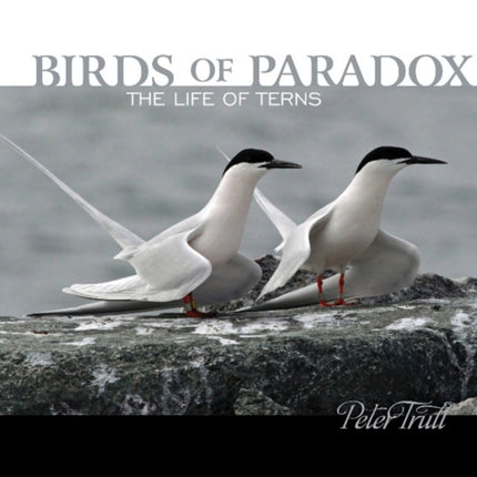 Birds of Paradox: The Life of Terns