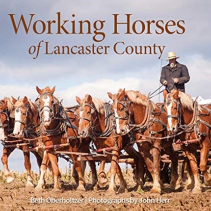 Working Horses of Lancaster County