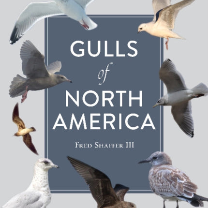 Gulls of North America