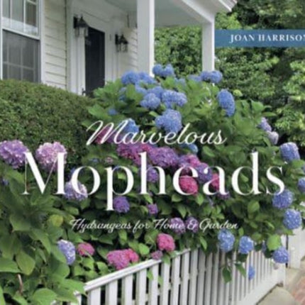 Marvelous Mopheads: Hydrangeas for Home & Garden