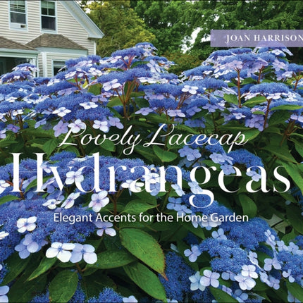 Lovely Lacecap Hydrangeas
