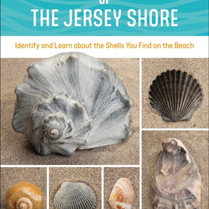 Seashells of the Jersey Shore