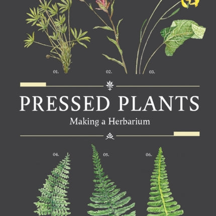 Pressed Plants: Making a Herbarium