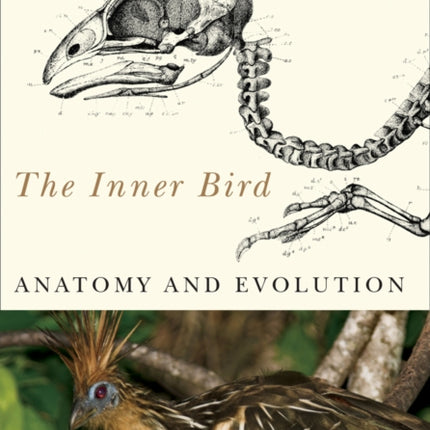 The Inner Bird: Anatomy and Evolution