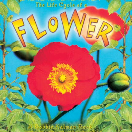The Life Cycle of a Flower