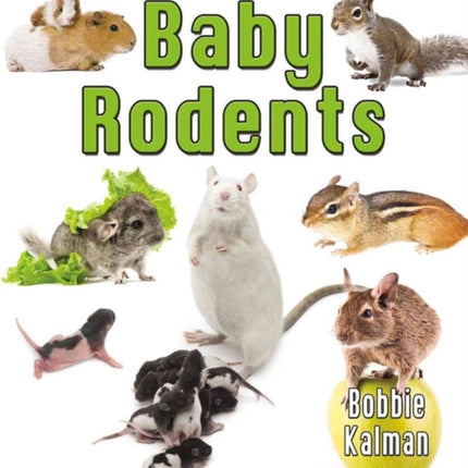 Baby Rodents