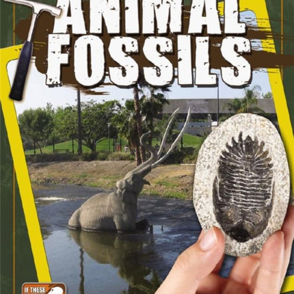 Animal Fossils If Fossils Could Talk If These
