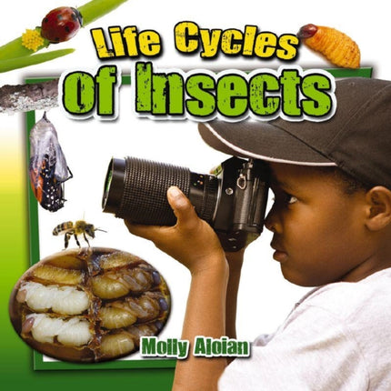 Life Cycle of Insects Insects Close Up