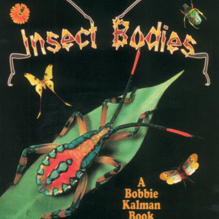 Insect Bodies World of Insects