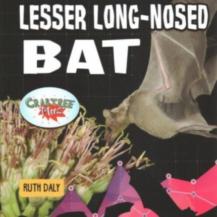 Bringing Back the Lesser LongNosed Bat