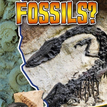 What are Fossils Lets Rock