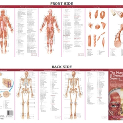 Anatomical Chart Company's Illustrated Pocket Anatomy: The Muscular & Skeletal Systems Study Guide