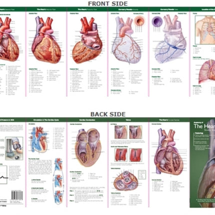 Anatomical Chart Company's Illustrated Pocket Anatomy: Anatomy of The Heart Study Guide