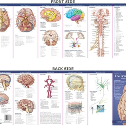 Anatomical Chart Company's Illustrated Pocket Anatomy: Anatomy of The Brain Study Guide