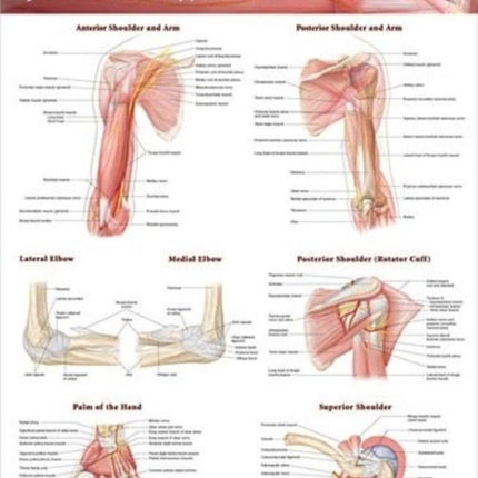 Joints of the Upper Extremities Anatomical Chart