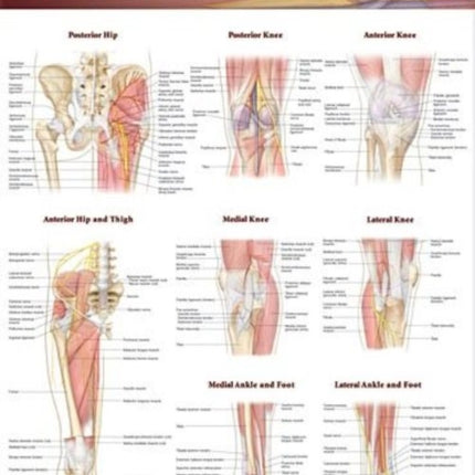 Joints of the Lower Extremities Anatomical Chart