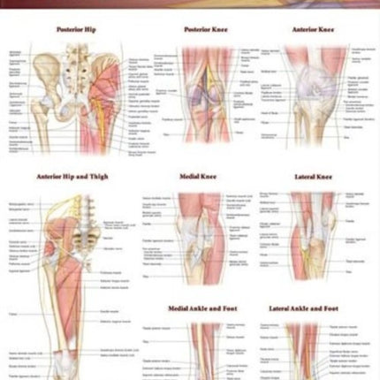 Joints of the Lower Extremities Anatomical Chart