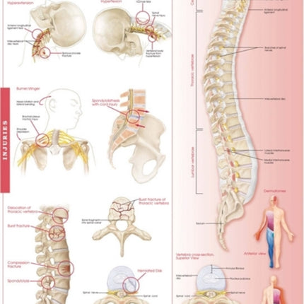 Anatomy and Injuries of the Spine: Anatomical Chart