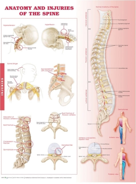 Anatomy and Injuries of the Spine: Anatomical Chart