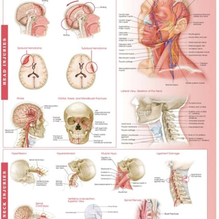 Anatomy and Injuries of the Head and Neck