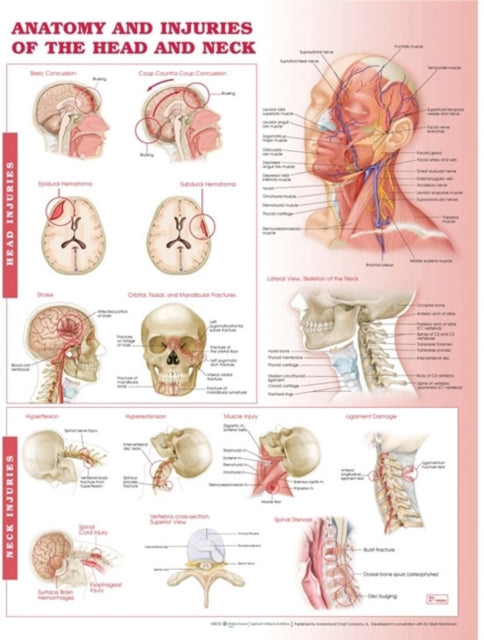 Anatomy and Injuries of the Head and Neck