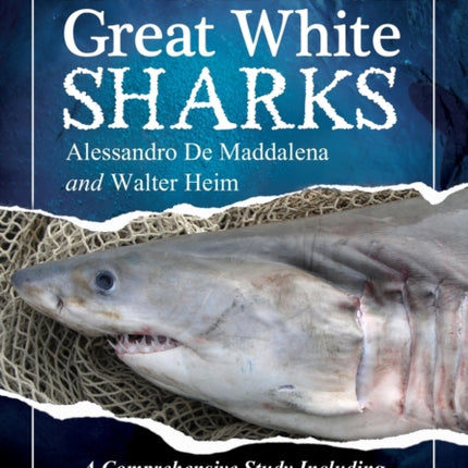 Mediterranean Great White Sharks A Comprehensive