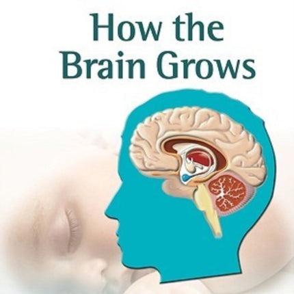 How the Brain Grows