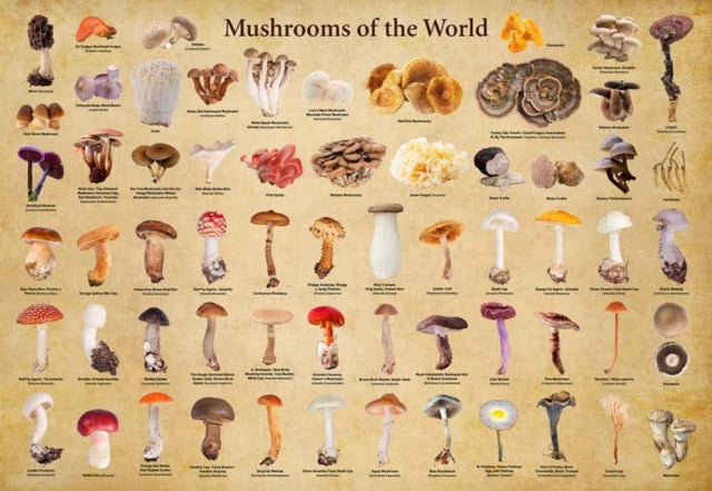 Mushrooms of the World  1000 Piece Jigsaw Puzzle