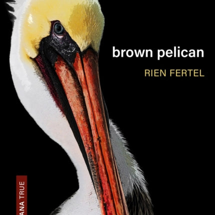 Brown Pelican