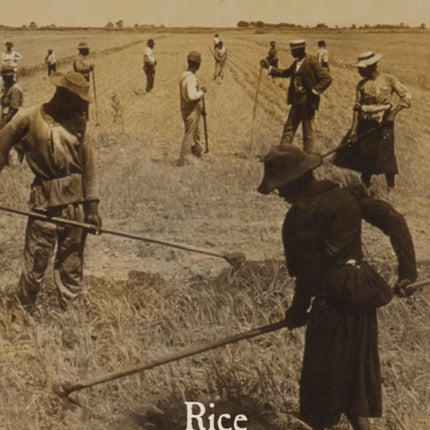 Rice