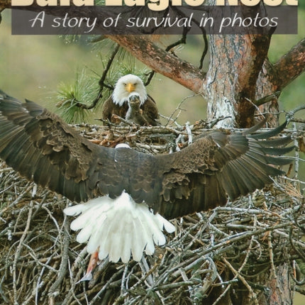 Bald Eagle Nest: A Story of Survival in Photos