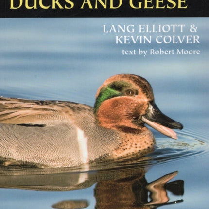 Calls of Duck and Geese Know Your Bird Sounds