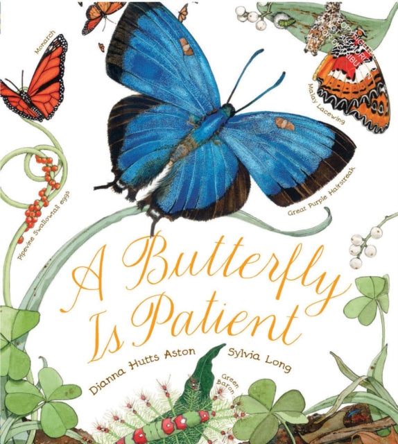 Butterfly Is Patient