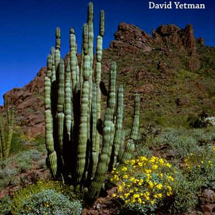The Organ Pipe Cactus