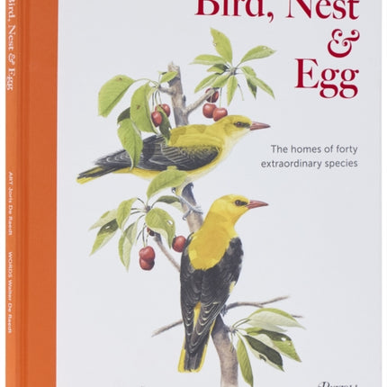 Bird Nest  Egg