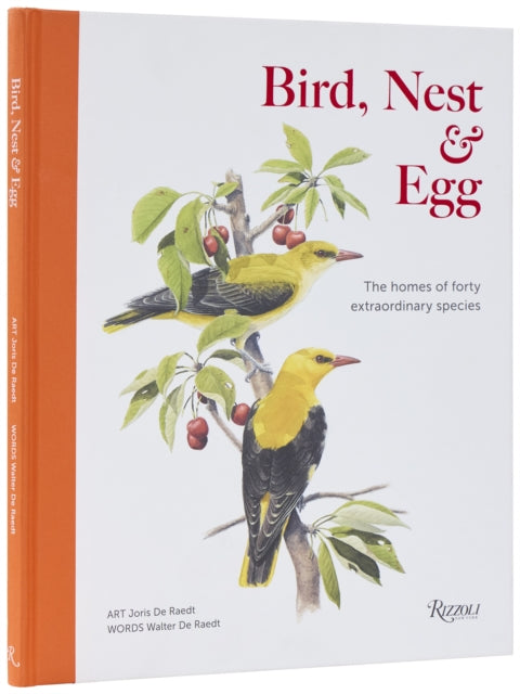 Bird Nest  Egg