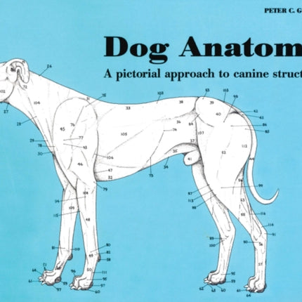 Dog Anatomy