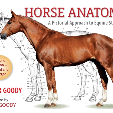 Horse Anatomy